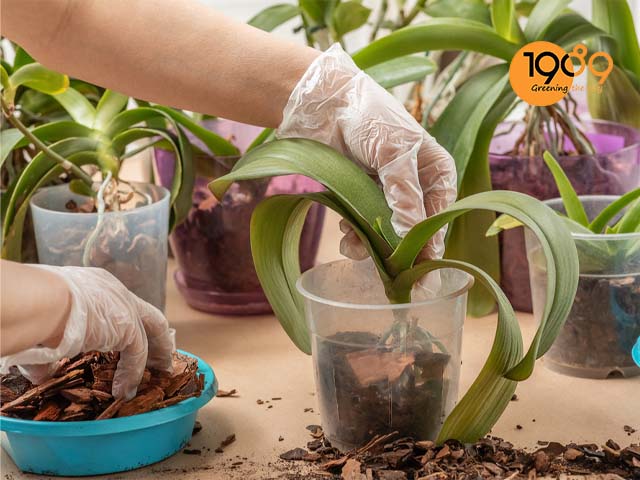 cách xử lý hoa phong lan trước khi mua về trồng xử lý giá thể