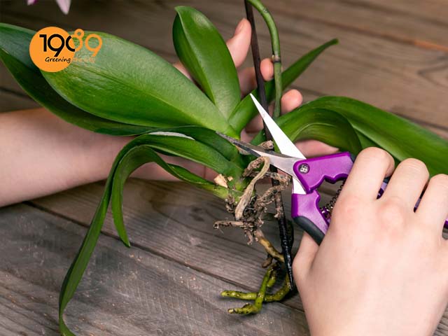cách xử lý lan trước khi trồng cắt tỉa bộ rễ lan