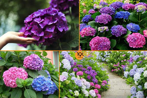 TOP Những Loài Hoa Đẹp Được Yêu Thích Tại Việt Nam Và Thế Giới