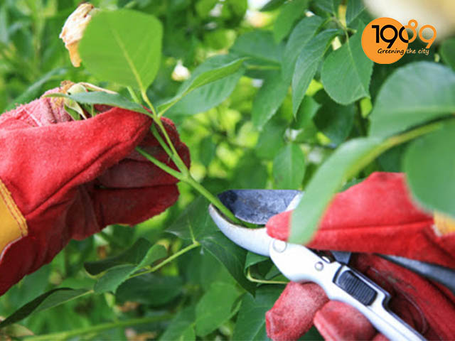 Cắt tỉa lá và cành cẩn thận