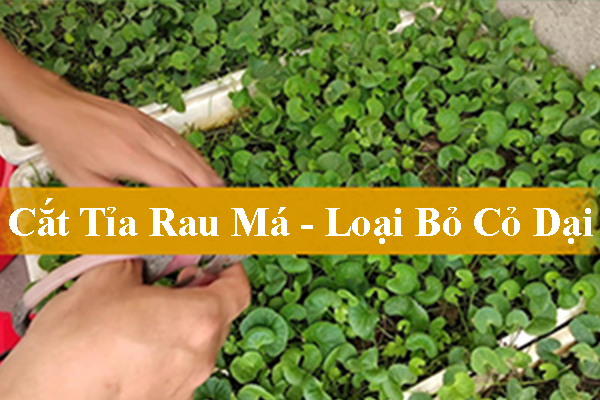Cách Trồng Rau Má Tại Nhà Thật Đơn Giản