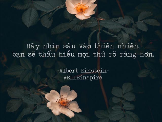 câu nói hay về thiên nhiên chậu cây