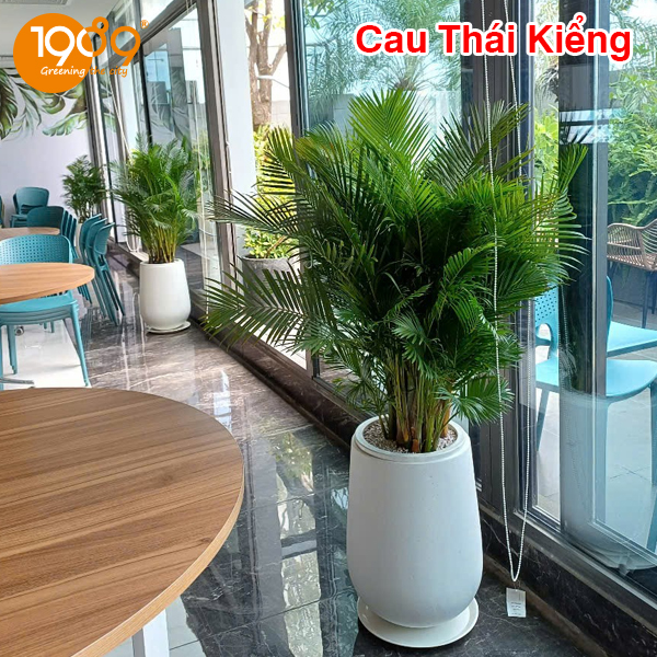 Chậu Đá Mài Phong Thủy Theo Mệnh