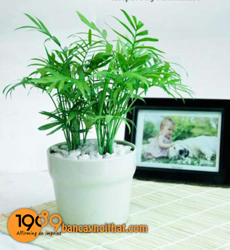 Cây để sàn cho nhà thiếu sáng: 12 lựa chọn xanh mát và bí quyết chăm sóc bất bại