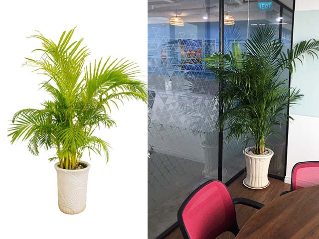 cau vàng chậu cây để sàn cao cấp 1989 a