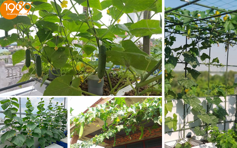 Top 39+ cây xanh ban công đẹp: Hướng dẫn trồng & phối “vườn treo” xanh mát