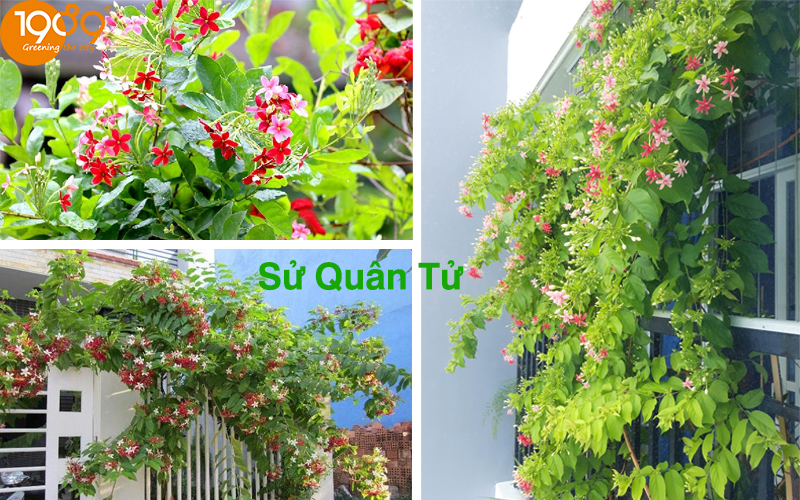 39 loại cây xanh ban công