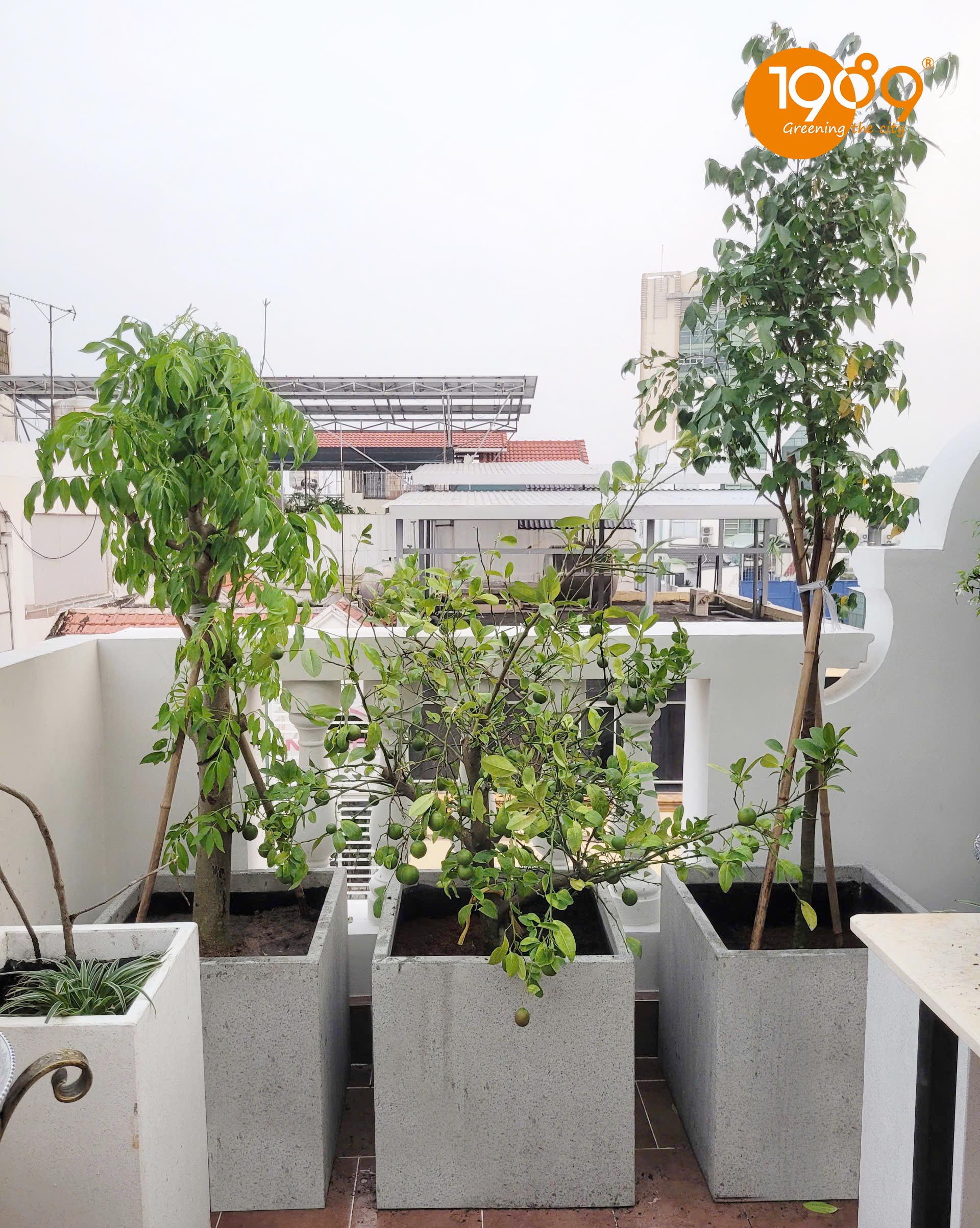 Top 39+ cây xanh ban công đẹp: Hướng dẫn trồng & phối “vườn treo” xanh mát