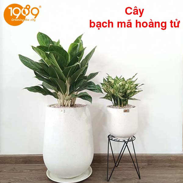 cây bạch mã hoàng tử cây xanh dịp 30-4 làm quà tặng