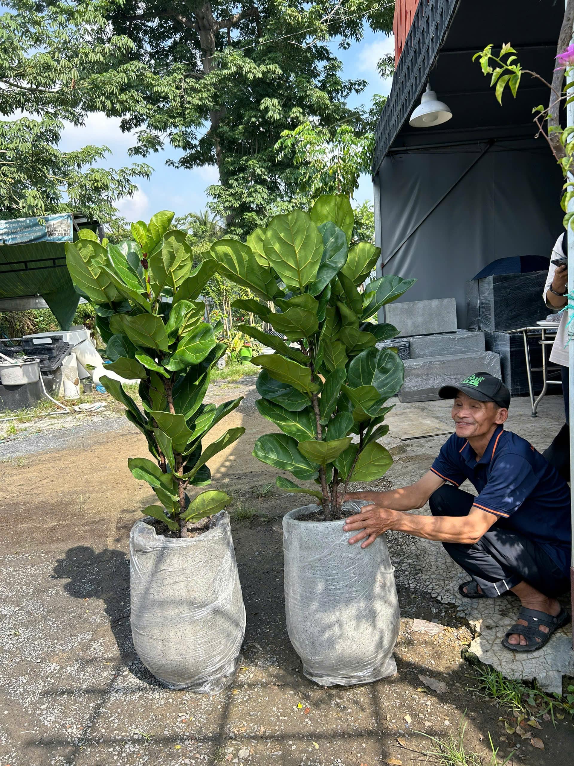 Bí Kíp Mua Cây Xanh Online: An Toàn & Đơn Giản