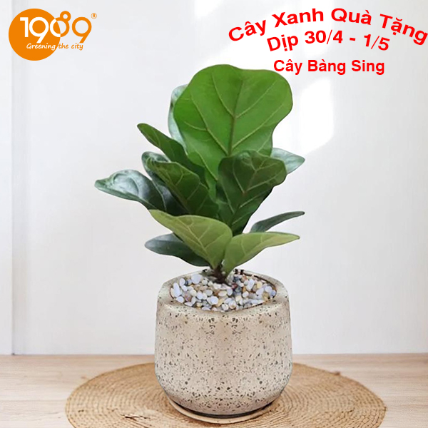 7. Cây Bàng Singapore (Ficus lyrata)