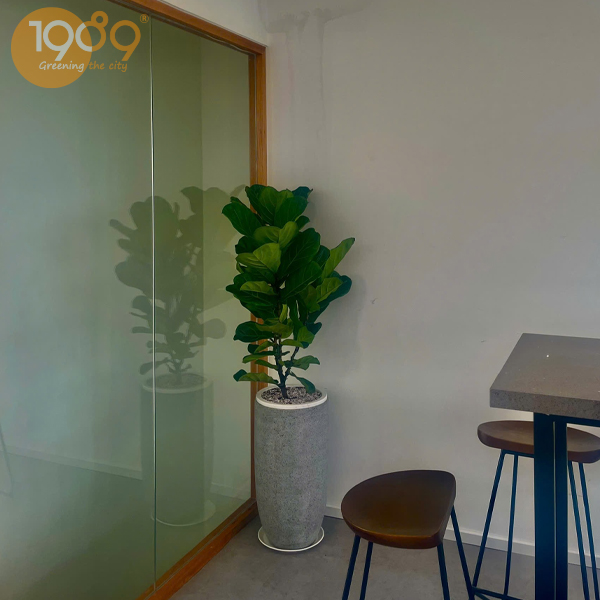 Cây Bàng Singapore Dịch Vụ Cho Thuê Cây Cảnh Văn Phòng Trọn Gói 2025: Giải Pháp Xanh Thẩm Mỹ Cao Cho Doanh Nghiệp Hiện Đại