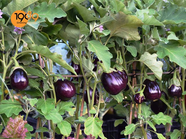 cây cà tím thông dụng