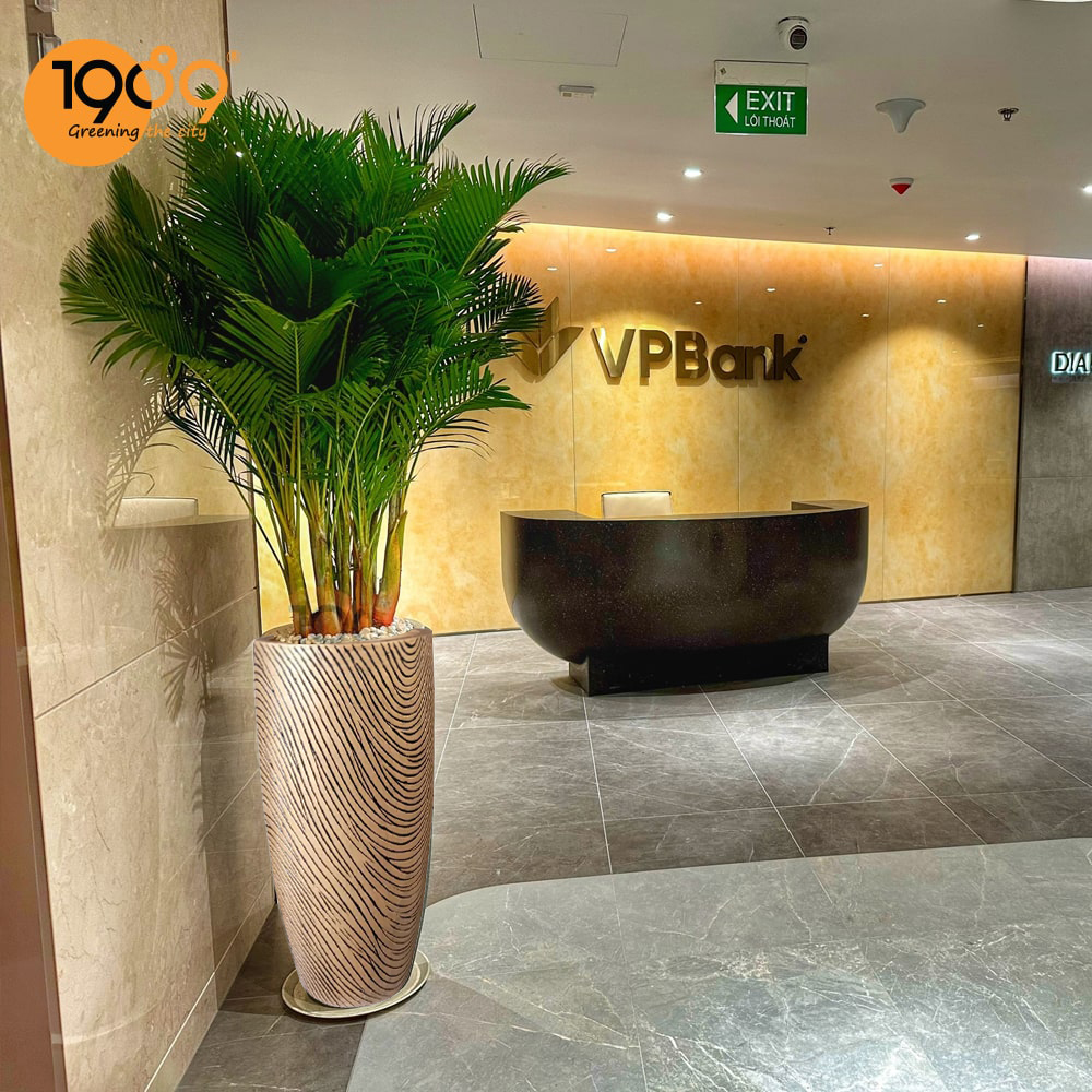 Top Cây Cảnh Đẹp Làm Quà Tặng Khai Trương, Trang Trí Văn Phòng Được Ưu Chuộng