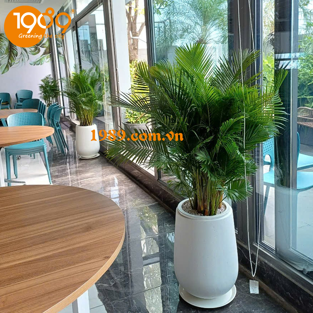 Top 7 Cây Nội Thất Dễ Chăm Sóc Giúp Căn Nhà Luôn Xanh Mát