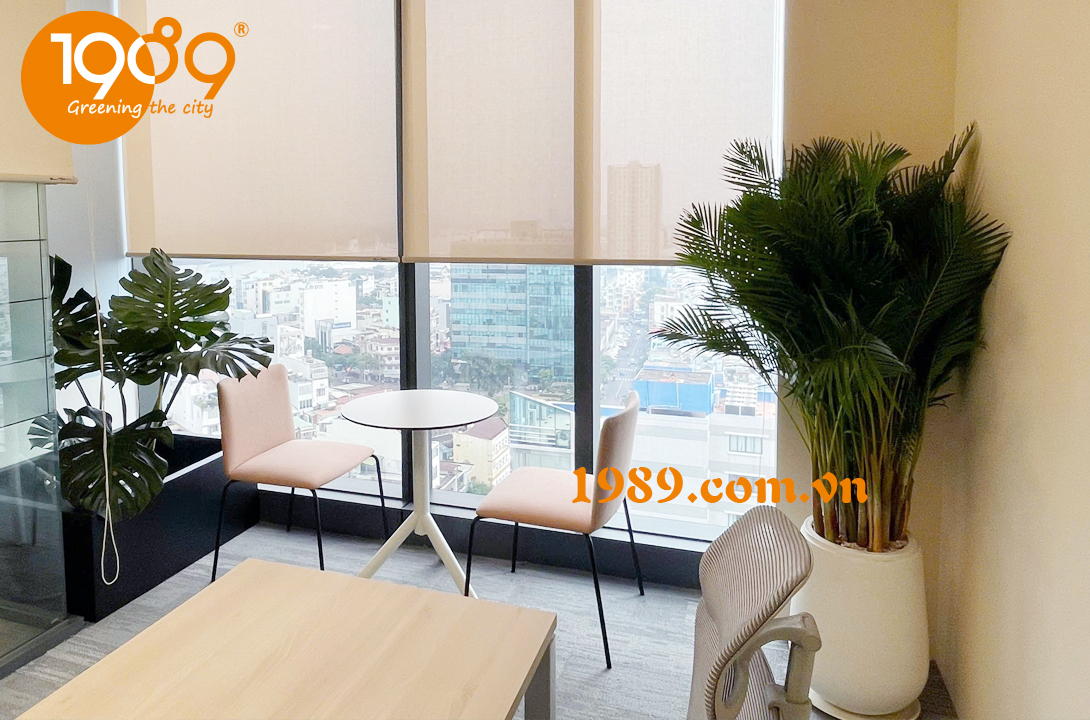 Cây Cau Thái, Cây Cau Thái phong thủy, Cây Cau Thái trang trí