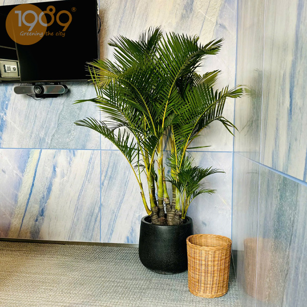 Cây cau kiểng - cau thái