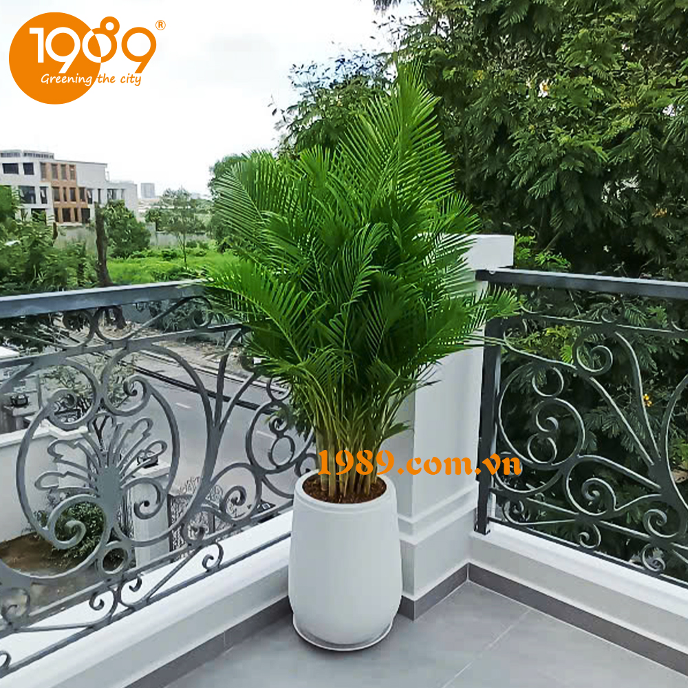 So sánh chậu xi măng và chậu gốm: Ai sẽ lên ngôi trong trang trí không gian xanh?