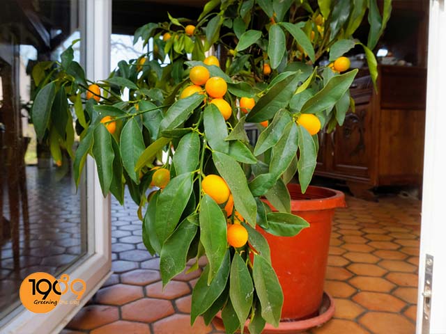 cây chanh trồng trong chậu đẹp