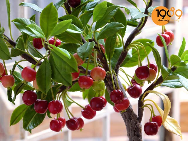 cây cherry trồng cây ăn quả trong chậu