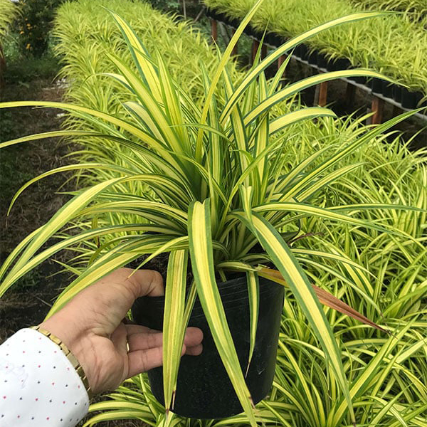 CÂY DỨA SỌC VÀNG