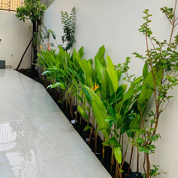 CÂY CHUỐI MỎ KÉT