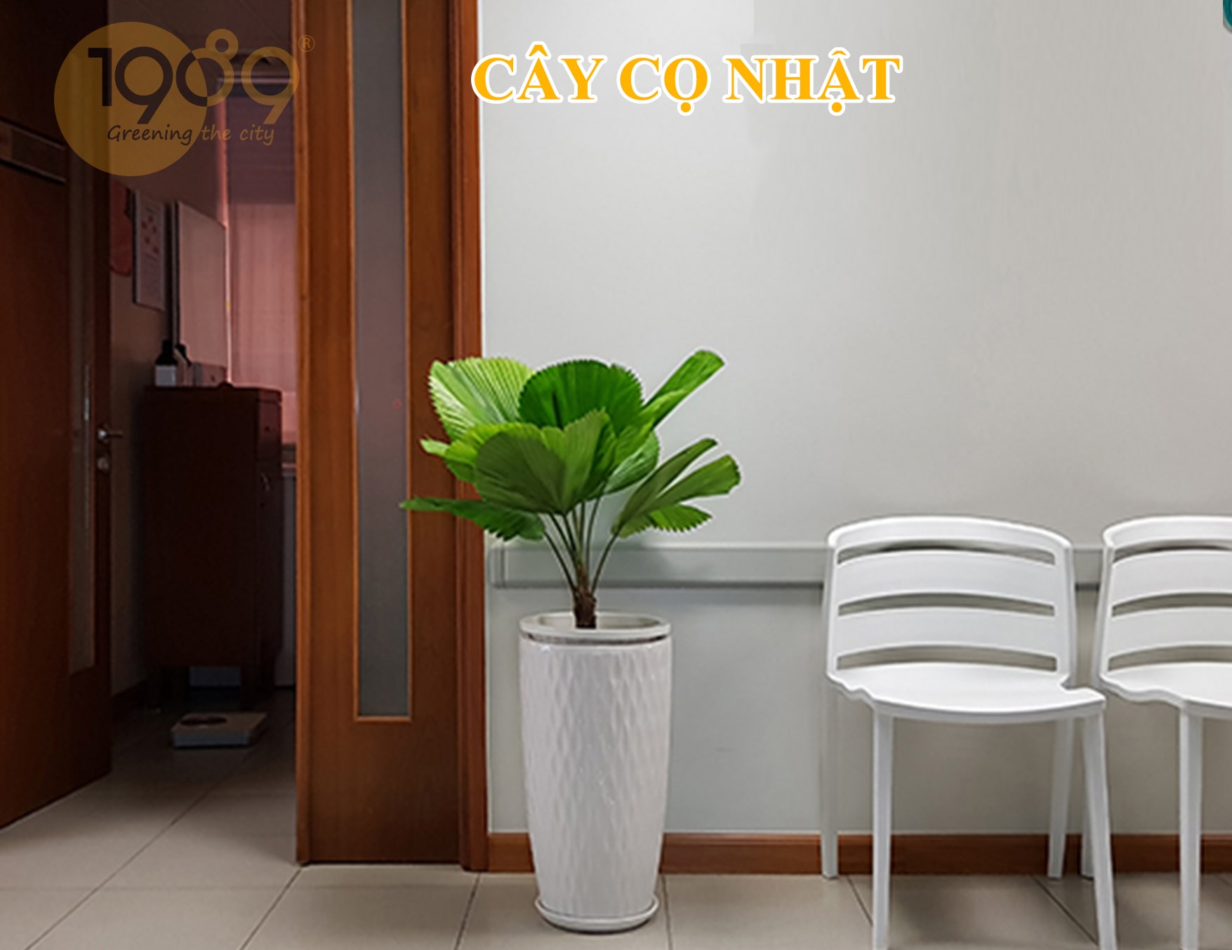 Cây cọ nhật phong thủy giá rẻ