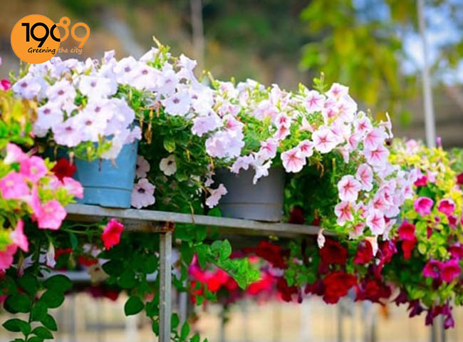 cay da yen thao cac loai cay xua duoi con trung