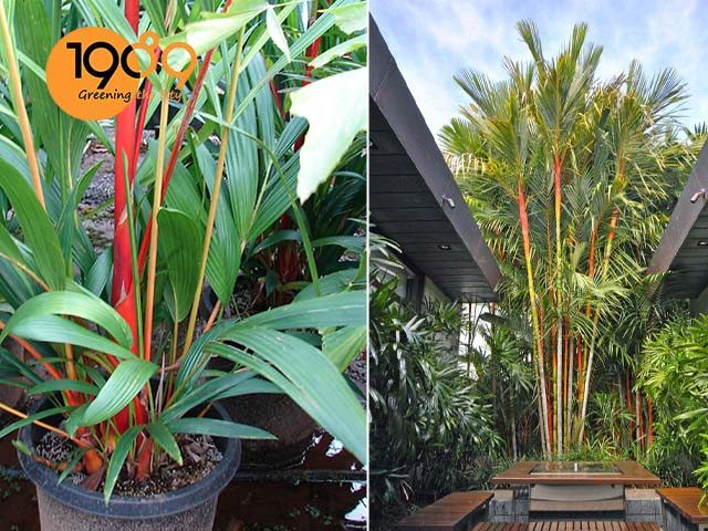 cây để sàn cao cấp cau đỏ đẹp