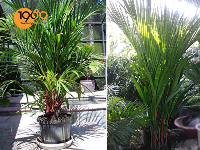 cây để sàn cao cấp cau đỏ hcm