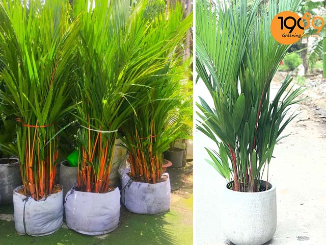 cây để sàn cao cấp cau đỏ tphcm