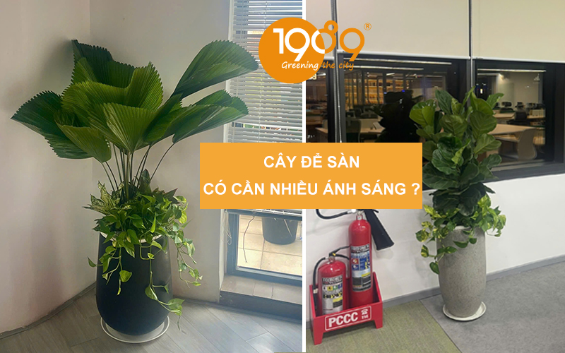 Cây để sàn có cần nhiều ánh sáng không