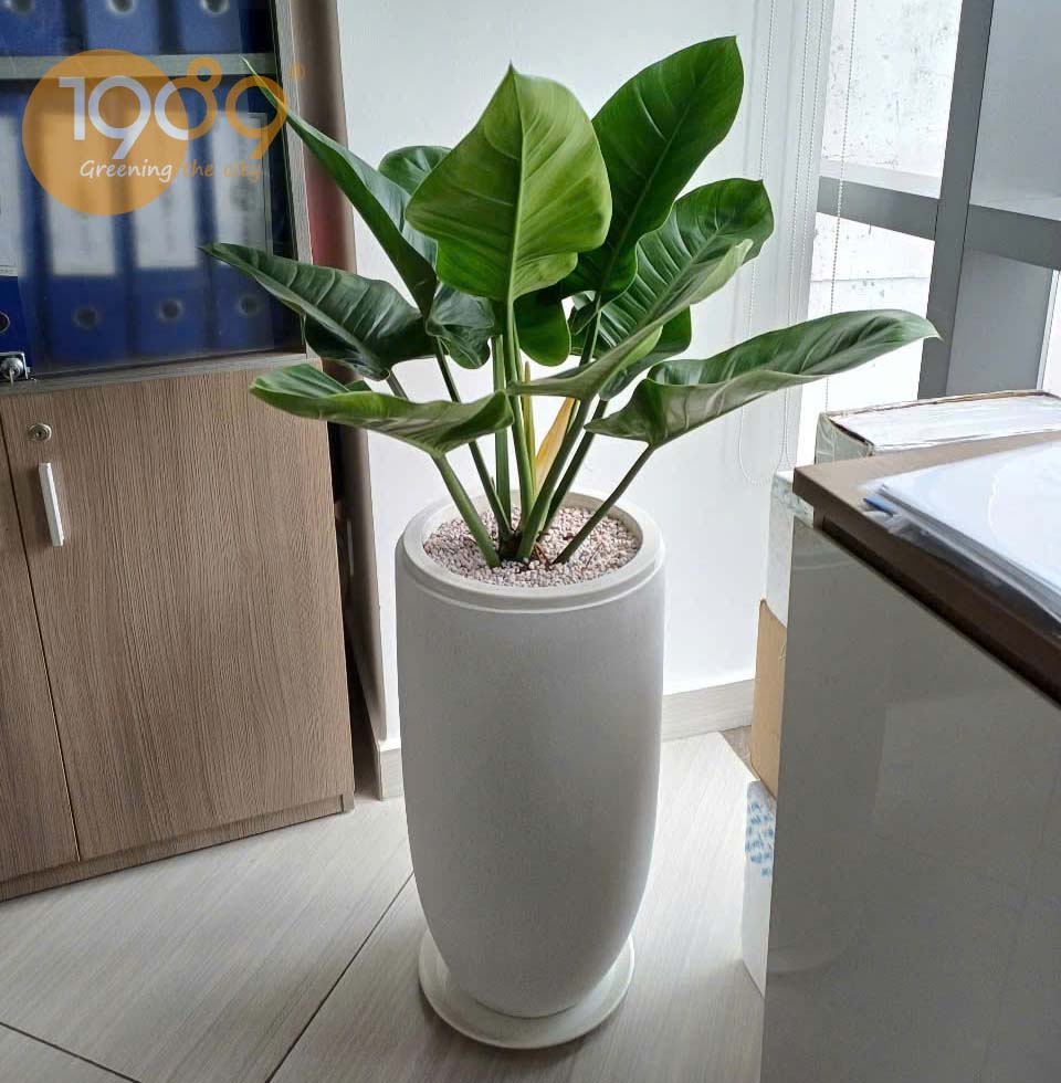 cây phong thủy văn phòng hợp mệnh kim