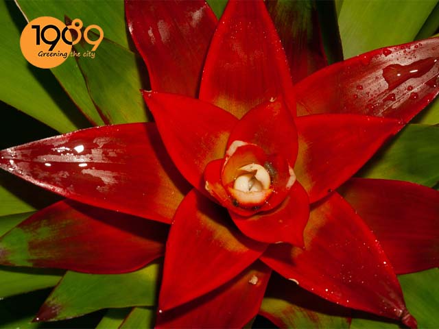 cây dua canh nen do cây cảnh, hoa kiểng đẹp chưng ngày tết