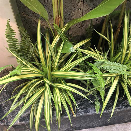 CÂY DỨA SỌC VÀNG