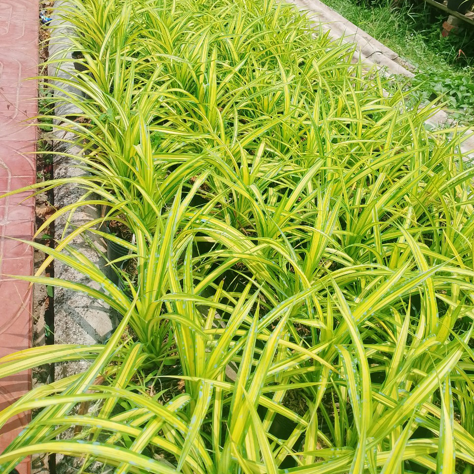 CÂY DỨA SỌC VÀNG