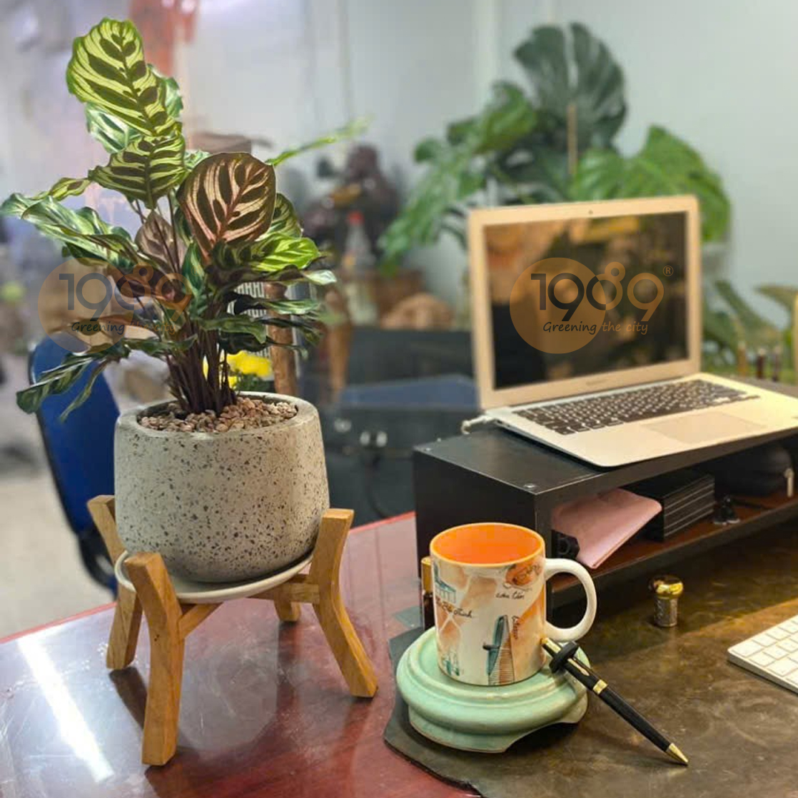 Top Cây Cảnh Đẹp Làm Quà Tặng Khai Trương, Trang Trí Văn Phòng Được Ưu Chuộng