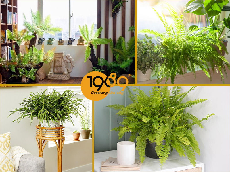 Top 7 Cây Nội Thất Dễ Chăm Sóc Giúp Căn Nhà Luôn Xanh Mát