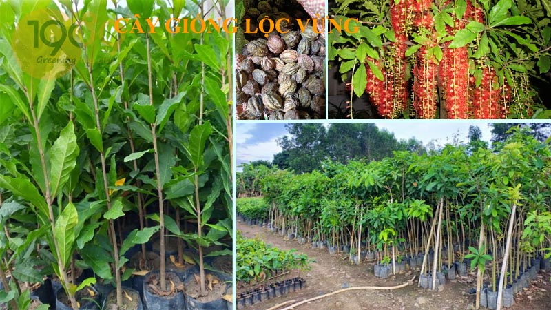 Cây lộc vừng - Tìm hiểu về nguồn gốc, hình thái, công dụng, kỹ thuật trồng và chăm sóc