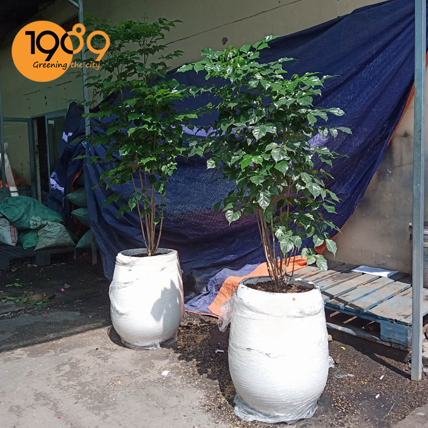 Cây hạnh phúc tại vườn 1989