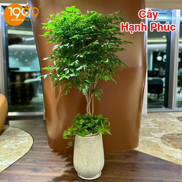 mua cây  hạnh phúc giá rẻ phong thủy tại 1989