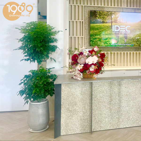 cây phong thủy văn phòng hợp mệnh kim