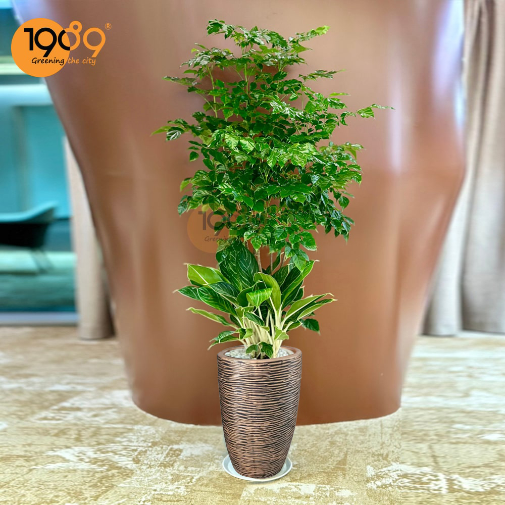 Top Cây Cảnh Đẹp Làm Quà Tặng Khai Trương, Trang Trí Văn Phòng Được Ưu Chuộng