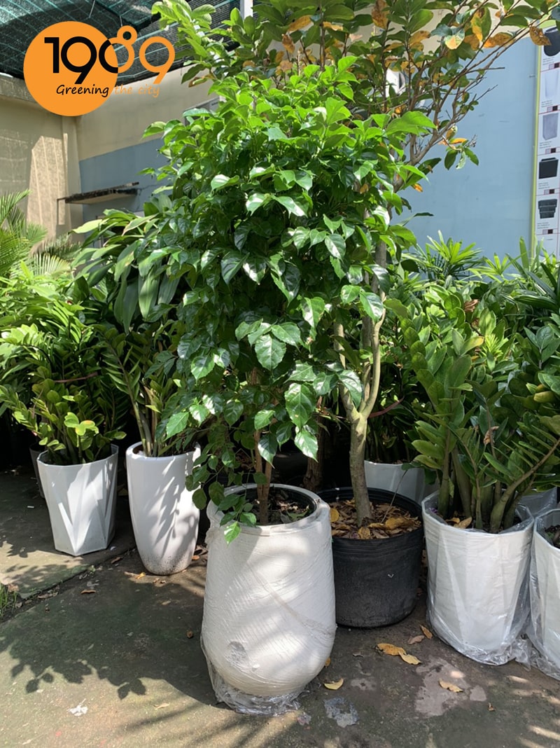 Cây hạnh phúc tại vườn cây 1989