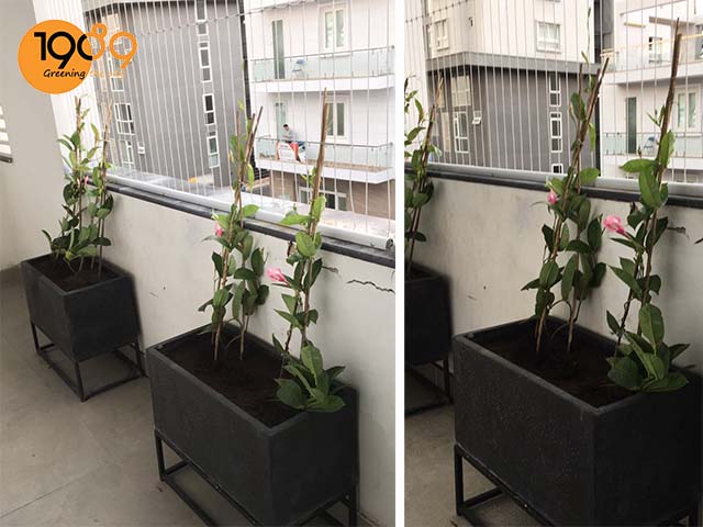chậu trồng hoa hồng chậu xi măng đá mài chậu cây chữ nhật