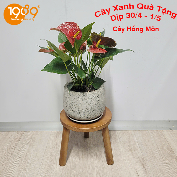 Cây Xanh Quà Tặng Dịp 30/4 - 1/5