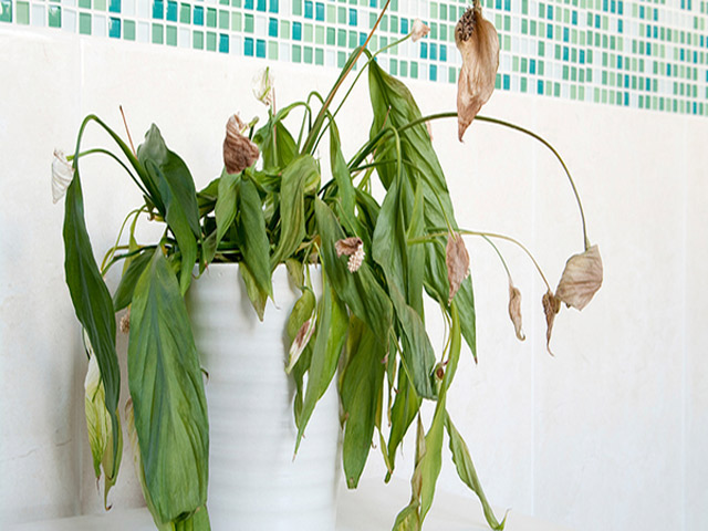 dịch vụ thuê cây