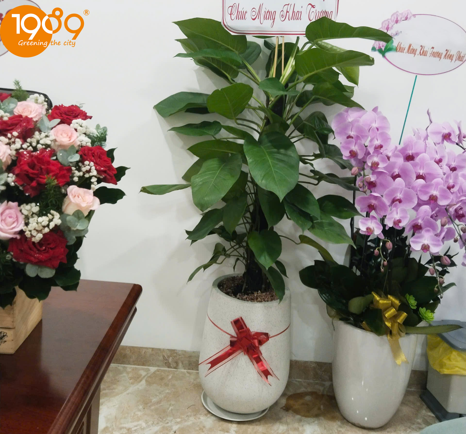 Cây Xanh Văn Phòng Giá Rẻ mừng khai trương