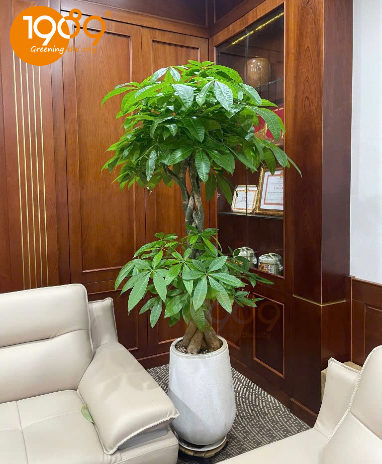 Khám Phá Lợi Ích Cây Xanh Văn Phòng: Bí Quyết Tăng Năng Suất Và Thịnh Vượng