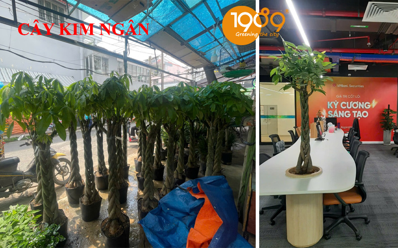 cây kim ngân quà tặng khai trường